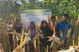 Ubinan Jagung Kelompok Tani Krida Mandiri Catat Produktivitas Tinggi: Capai 13,52 Ton/Hektar